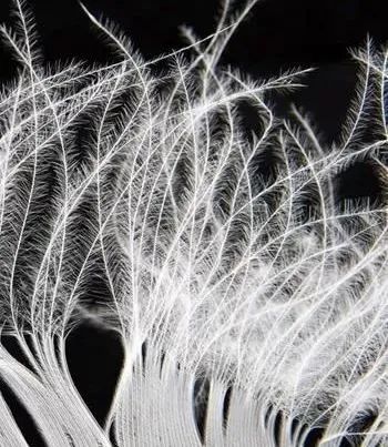 有强迫症的人想太多了会不会变傻,有的人为什么得强迫症