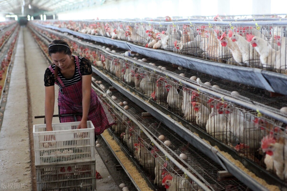 养殖业板块未来发展前景,养殖业发展前景可行性报告