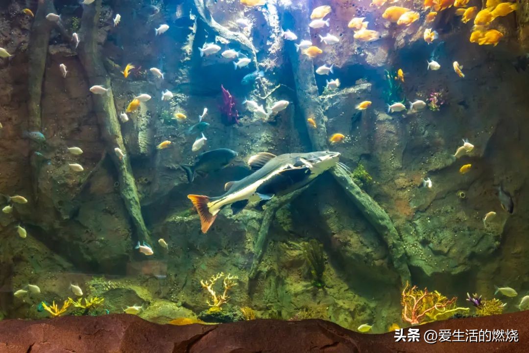 杭州森泊开元度假酒店不含门票,杭州开元森泊度假酒店存在的问题