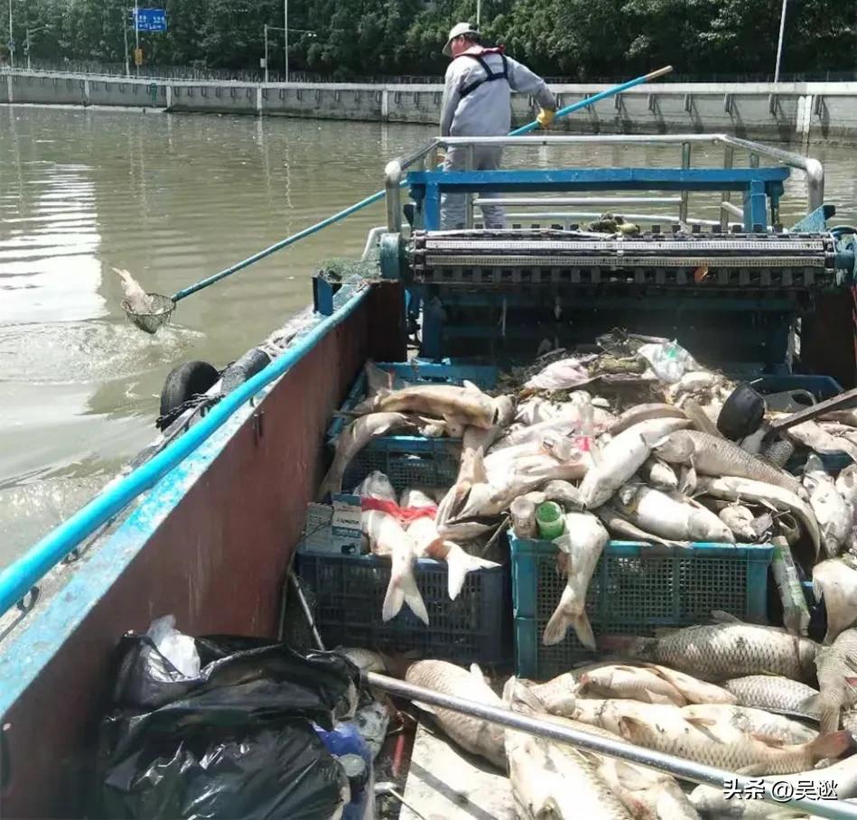 放生是否为了求功德,放生塘鲺的功德