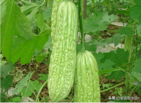 夏至将至，有钱没钱，记得吃“夏至5宝”，应季而食，平安入伏！