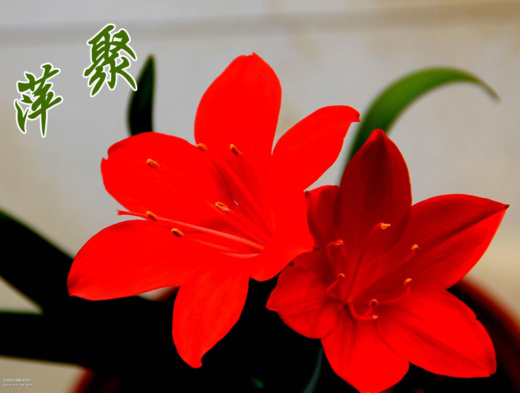 佟掌柜小小说萍聚