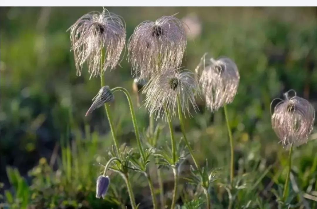 每日一味中药桃仁,每日一味中药檀香