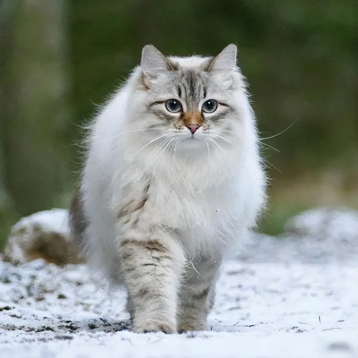 挪威森林猫为什么爱掉毛,为什么挪威森林猫喜欢外出