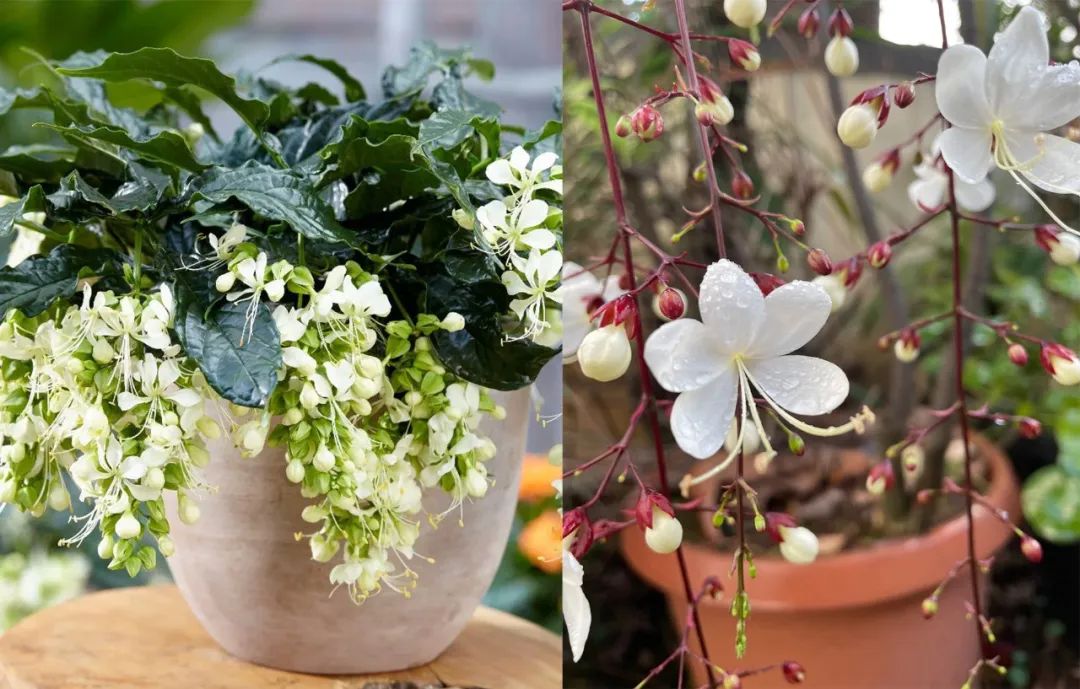 垂丝茉莉红萼与绿萼区别,垂丝茉莉和哪种花相似