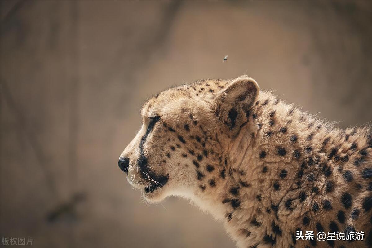 上海5a级景点排名榜名单公布,上海周边有山的5a景区