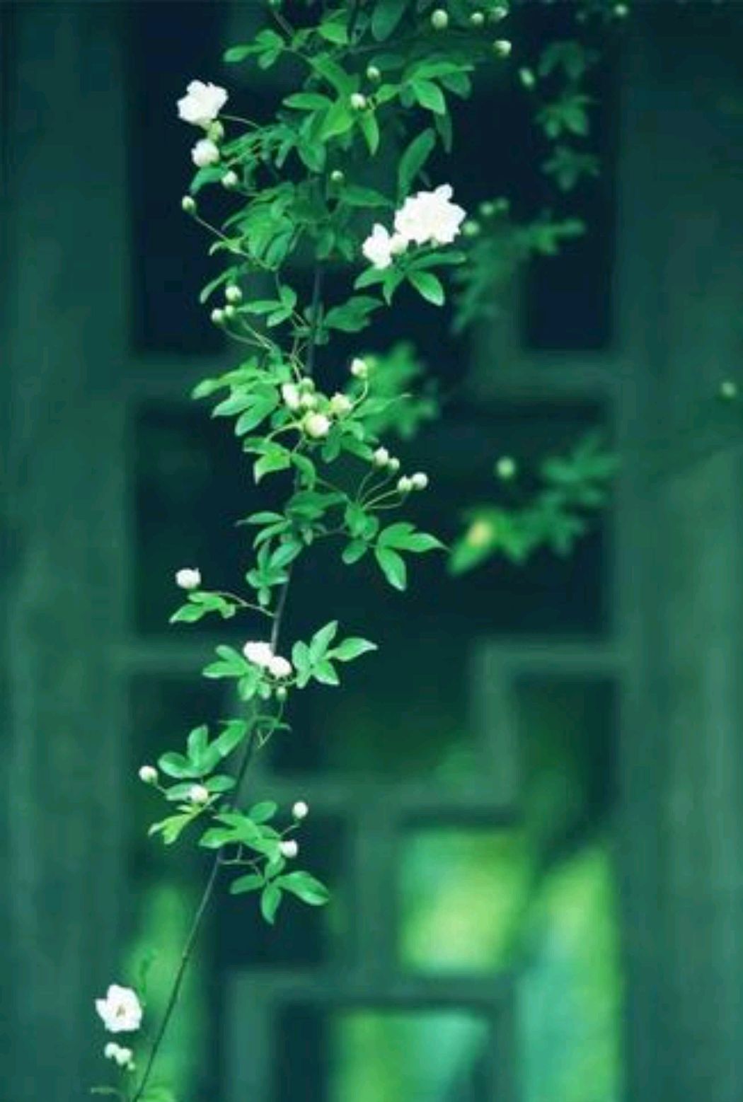 关于抒写春天的散文,散文欣赏关于春天的