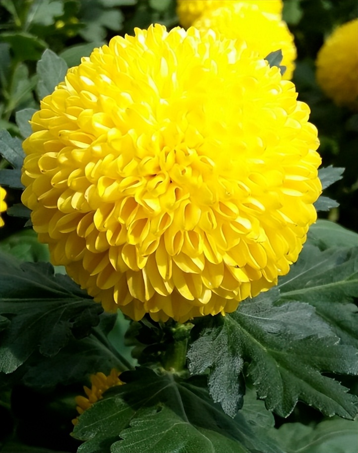 菊花丧葬,丧葬用的菊花是哪种