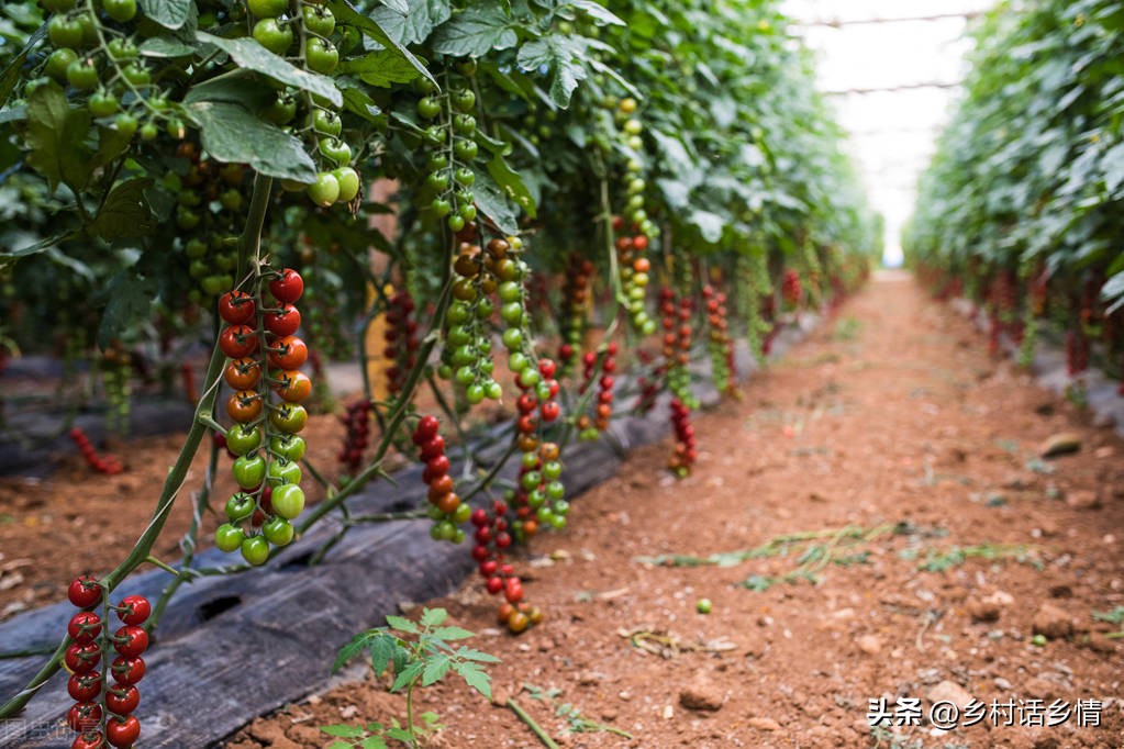 种植蔬菜时如何使用红糖生根水,红糖生根如何避免虫害