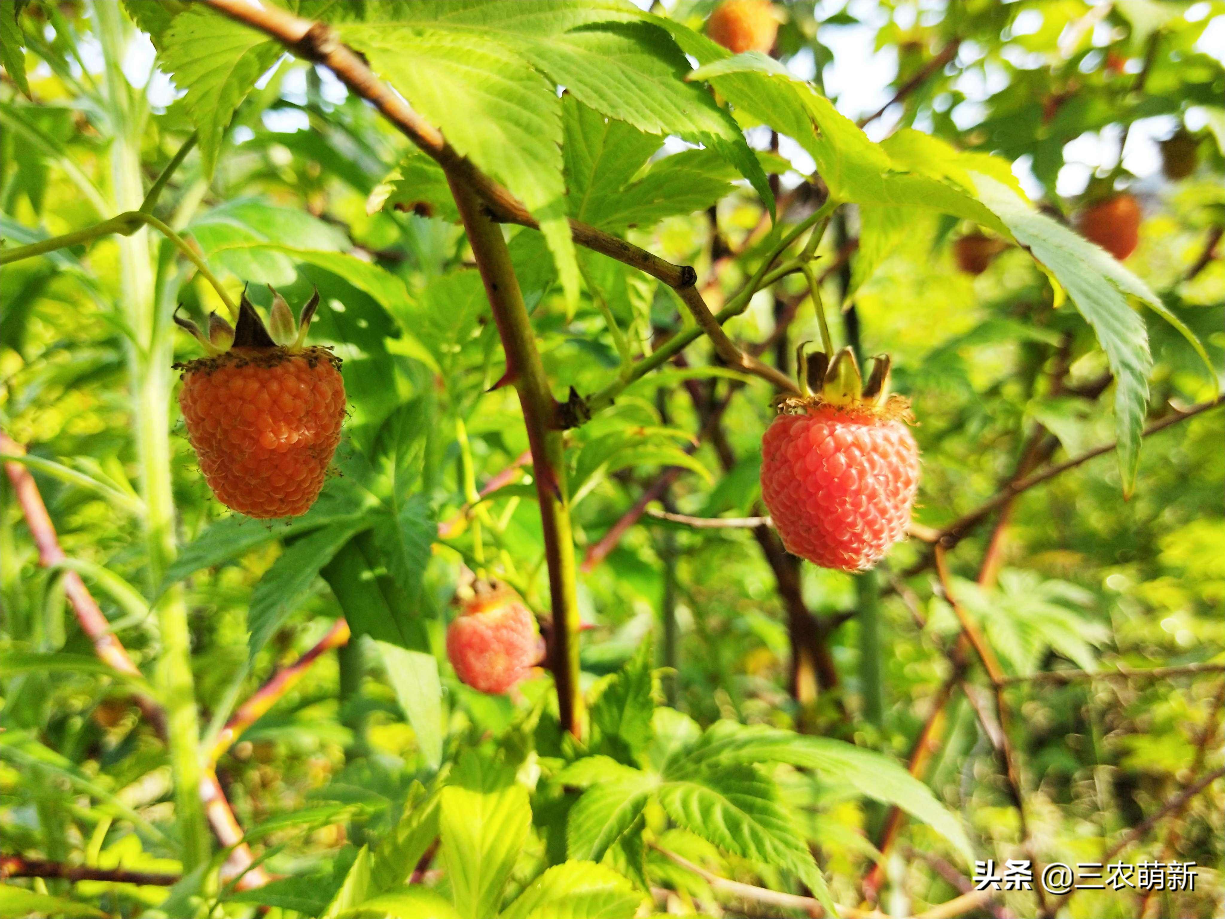 树莓在农村叫什么,树莓口感特别好阳台小院均可种植