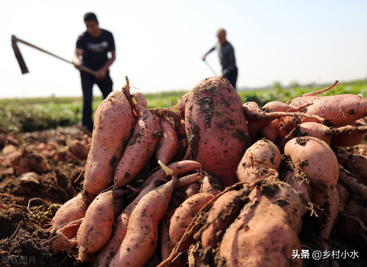 红薯倒插苗图片和正确方法,倒插红薯苗的种植方法