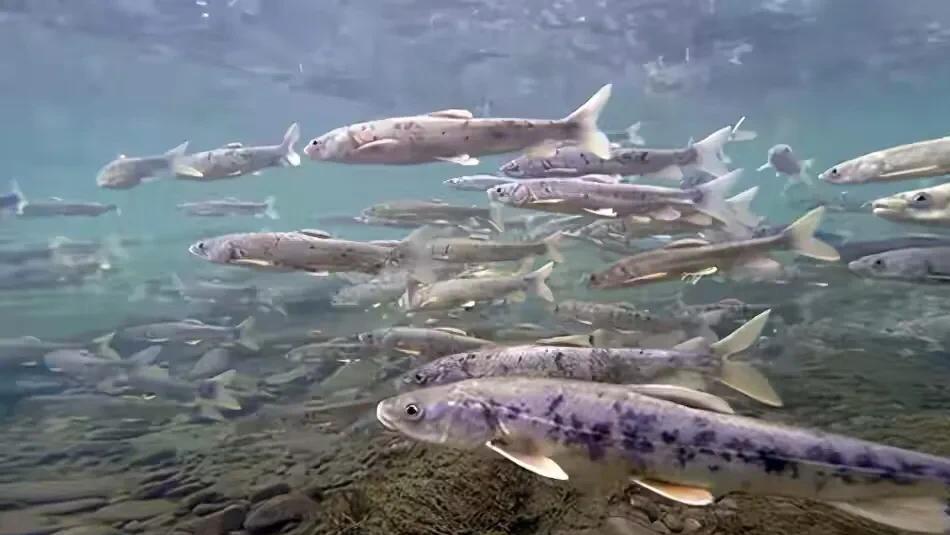 湟鱼洄游全过程,湟鱼洄游障碍