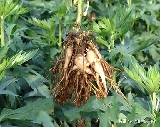 我敢肯定，这是头条最长的一篇文章，信不信？