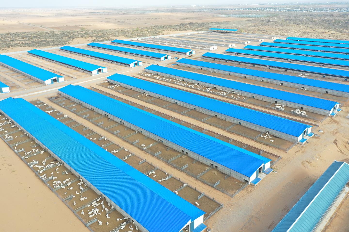 滩羊产业高质量发展实施方案,关于推进羊产业高质量发展的意见