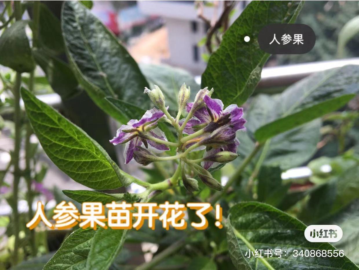 冬季阳台可以种的水果,北方阳台适合种的水果