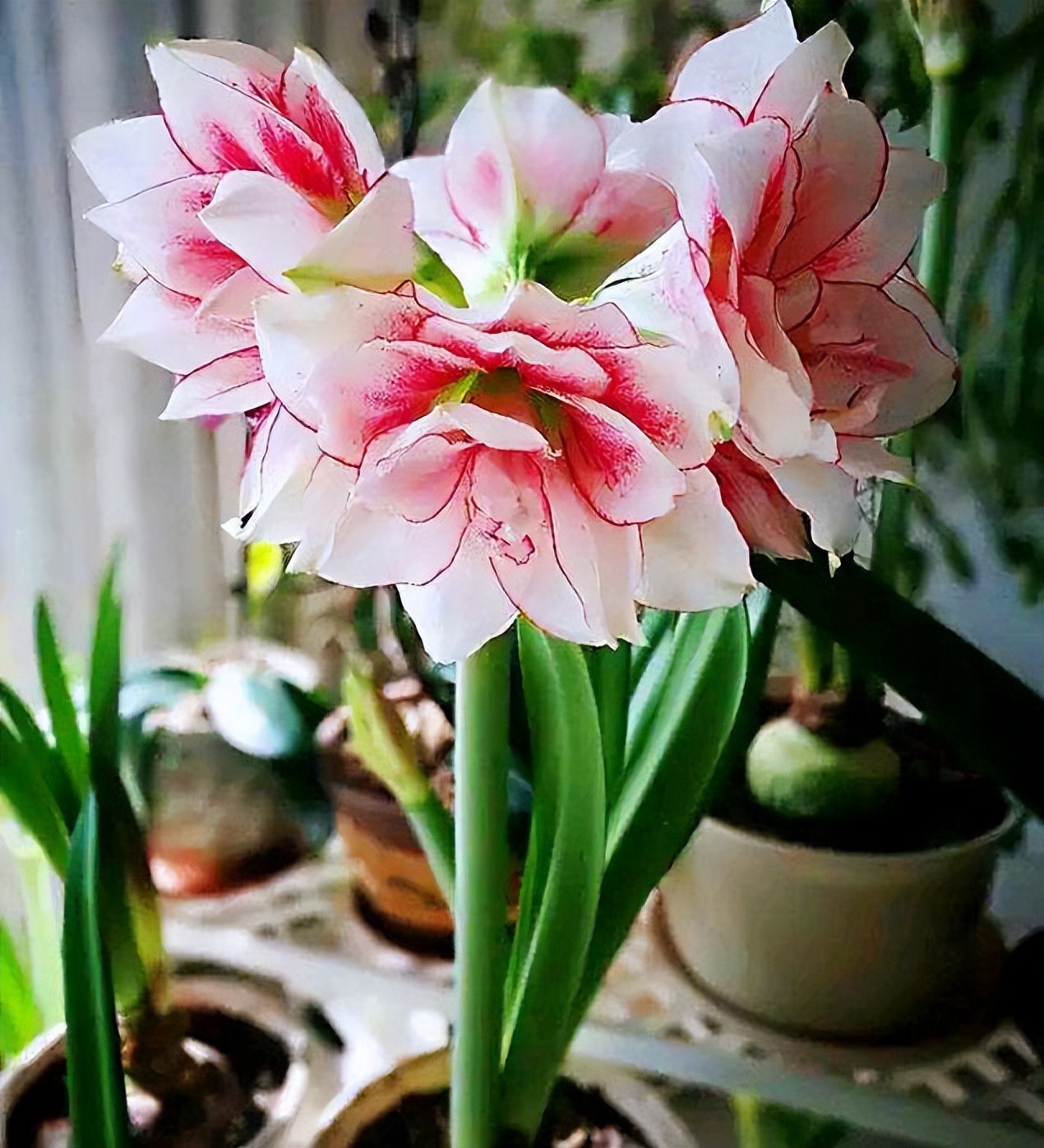 10种“漂亮花”，开花红艳艳，美得不可方物，客人来了走不动道