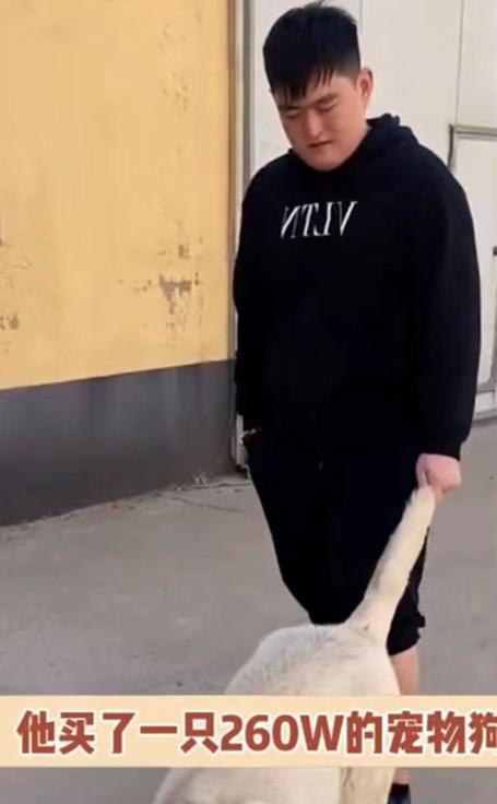 赵本山儿子花260万买狗惹争议,赵本山的儿子买条狗