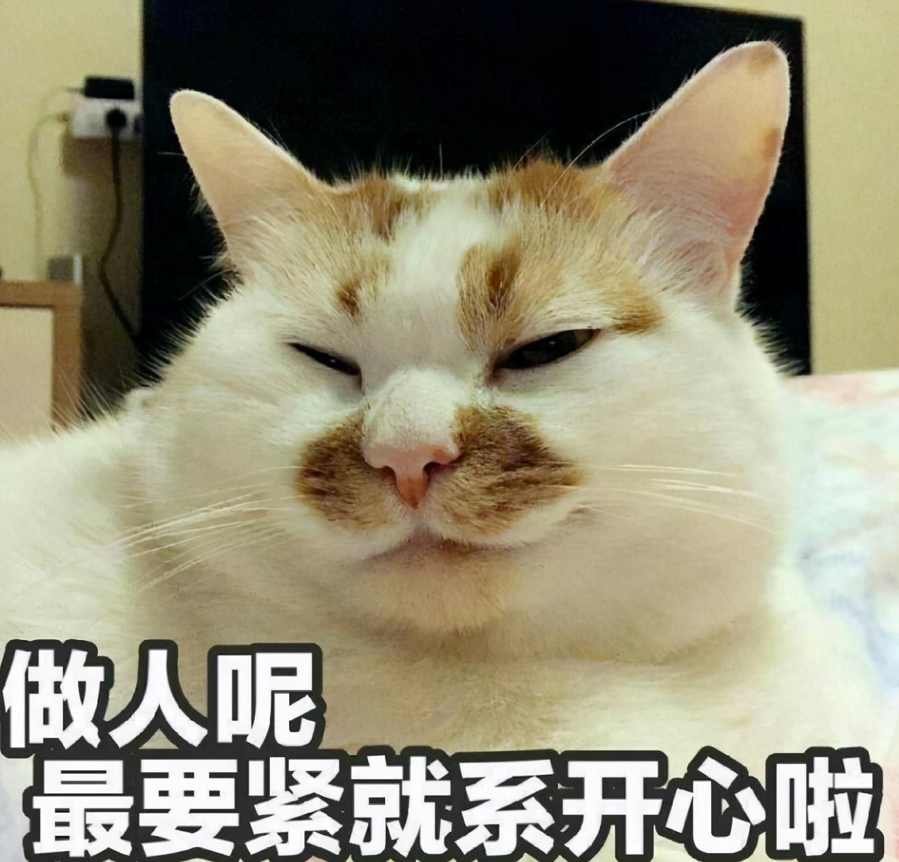 猫咪一边呼噜一边咬人,为什么摸猫咪猫咪会哼唧唧