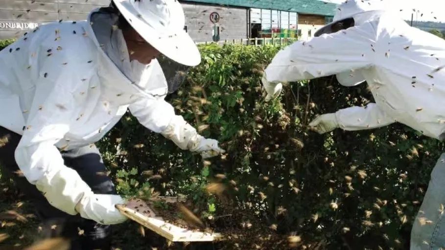 汤布里奇公学入学条件,英国汤布里奇公学怎么样