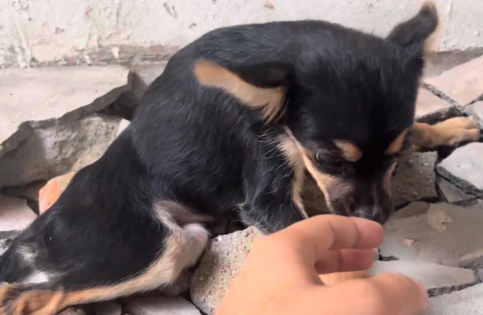 仅4，5个月大的吉娃娃，却因被人故意打伤，余生注定只能一直跪着