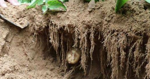 “沃滴滴”生物液肥在玉米、土豆主产区多地创高产纪录