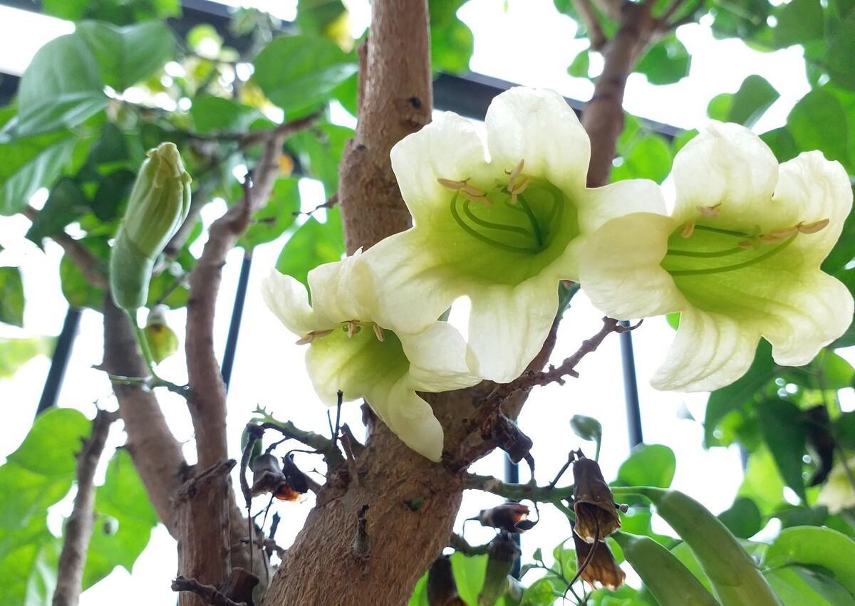 抗冻开花寓意旺家的盆栽植物花卉,旺家四季开花耐寒耐热植物