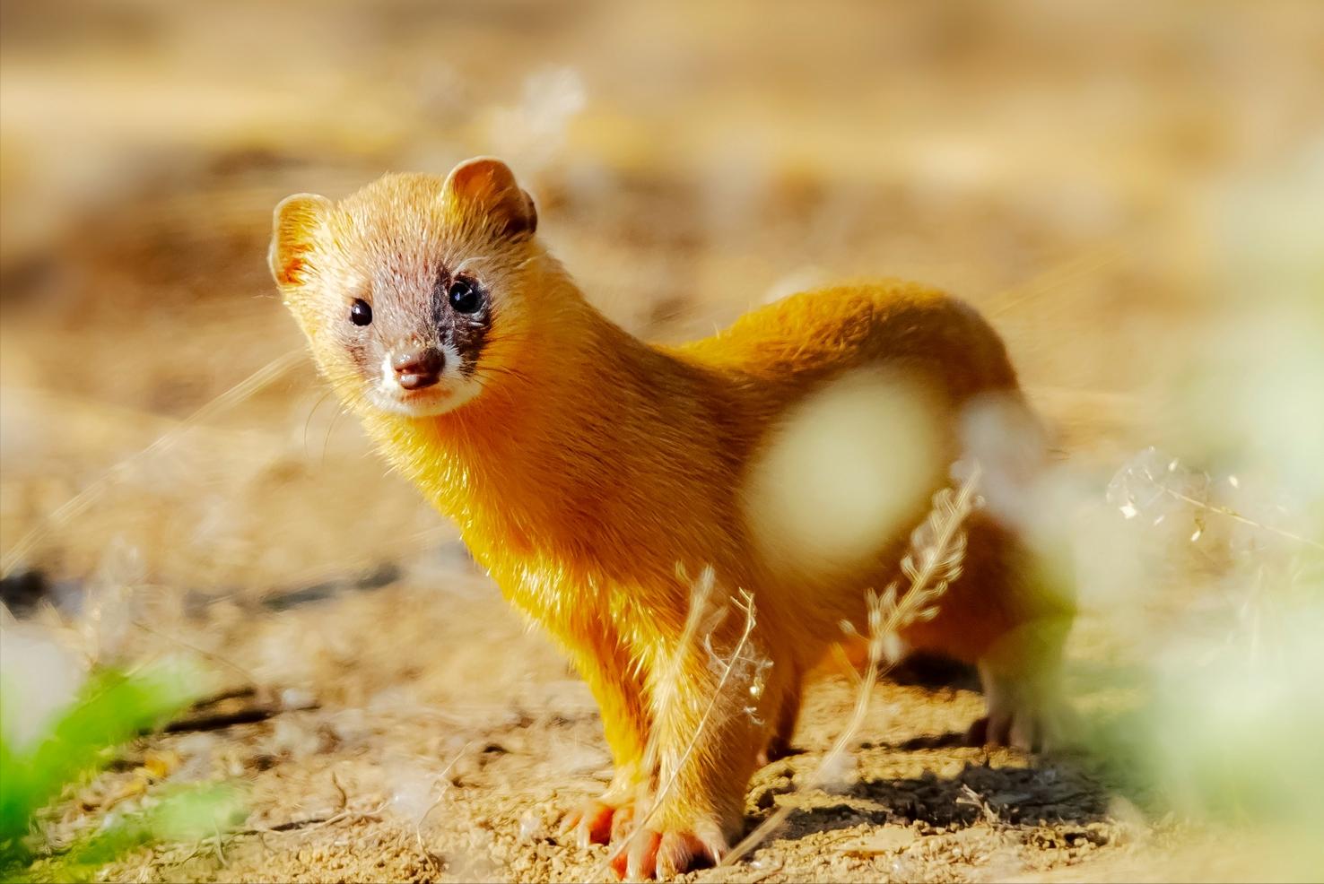 钓鱼佬被抢劫,湖北一钓友常被黄鼠狼“打劫”