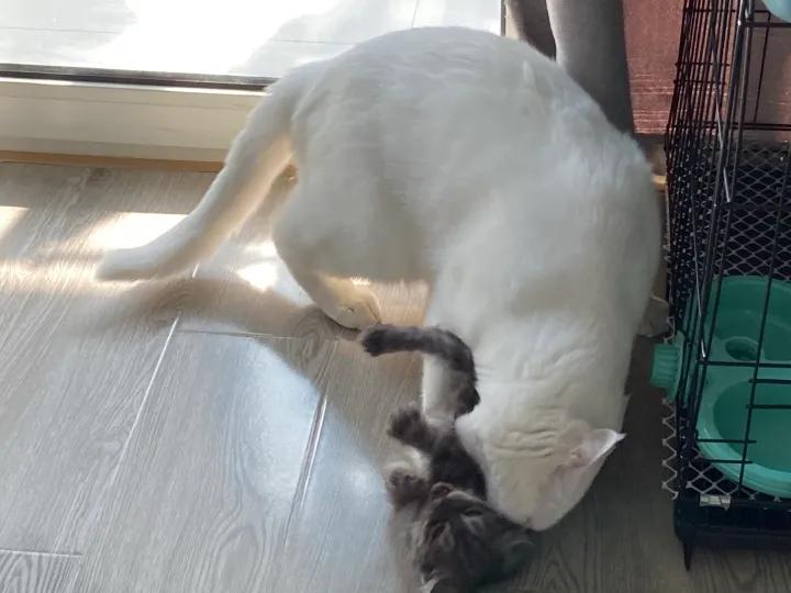 大猫总是咬主人怎么办,大猫老是咬新带回来的小猫怎么办