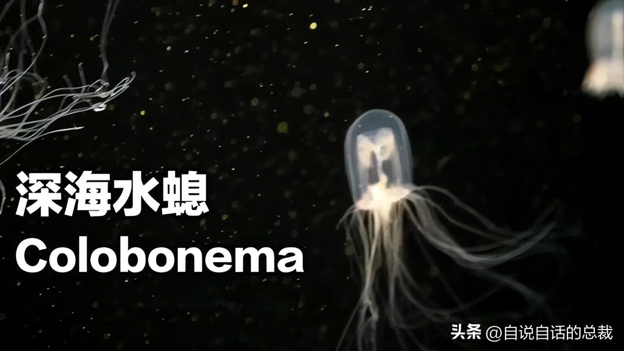 潜入深海寻找宝藏,潜入海底最深处你会发现什么