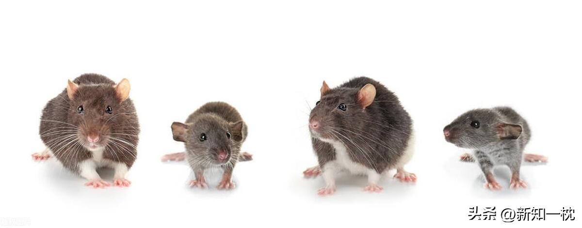 大象害怕老鼠的原因,害怕老鼠是什么原因