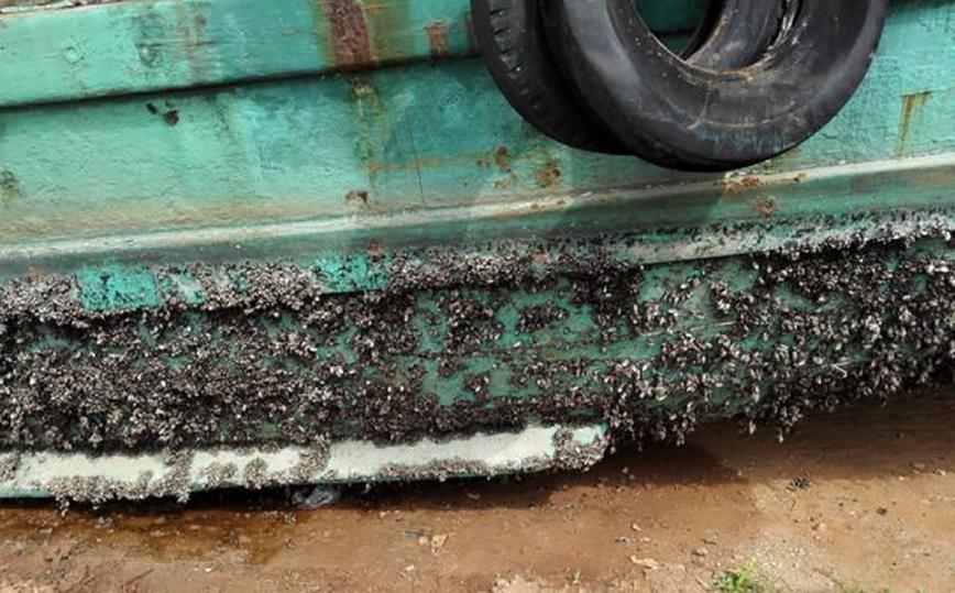 轮船底下的海鲜可以吃吗,船底下面清理出来的海鲜能吃不