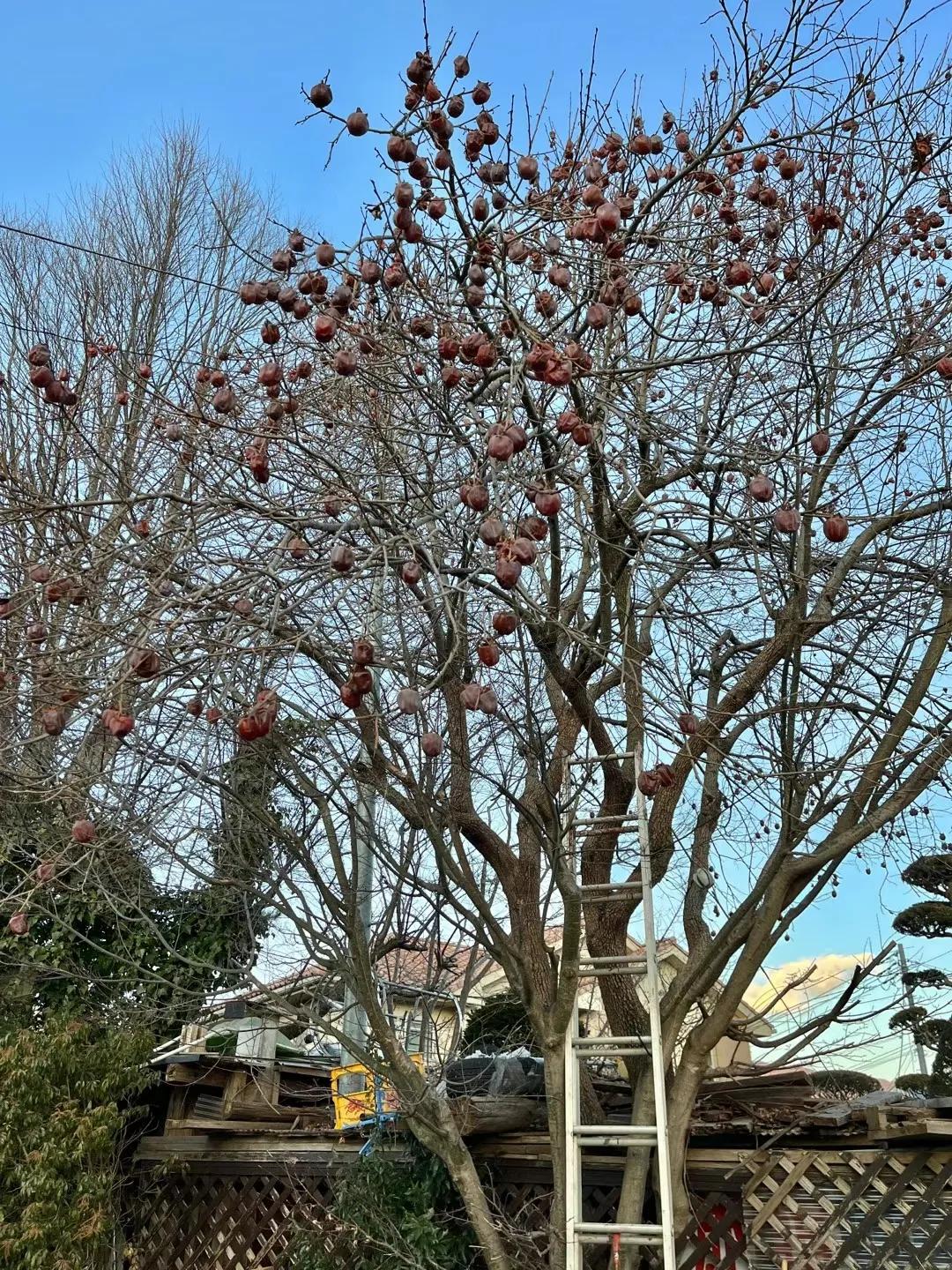 日韩代购真的假的,日韩代购转行怎么办