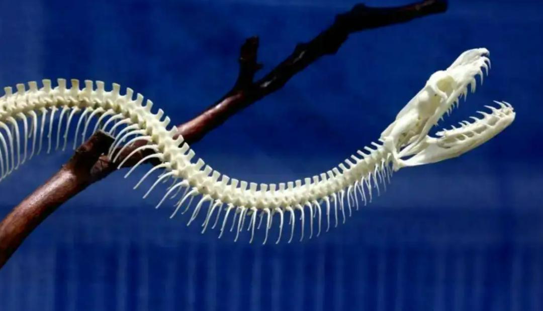 两条巨蟒潜入村庄疯狂捕食家禽,20斤大蟒蛇现身鸡笼吞鸡吓坏居民