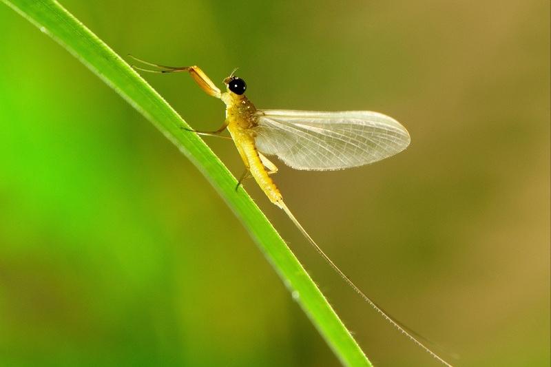 世界上活的寿命最长的动物是什么,动物兄弟之寿命超过100年的动物