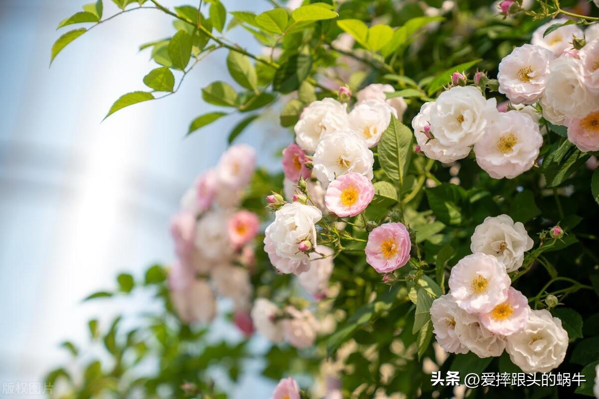 生如夏花灿烂的时候,生如夏花绚烂绽放歌曲视频