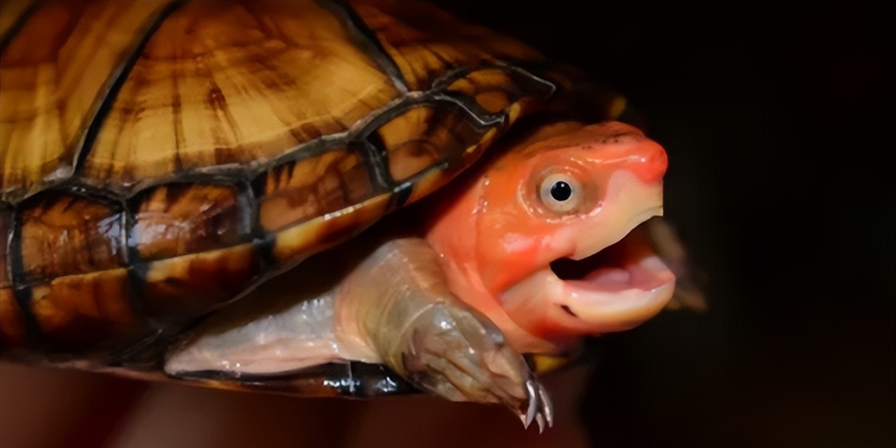 养龟腐皮是啥样的,腐甲腐皮的乌龟怎么治疗