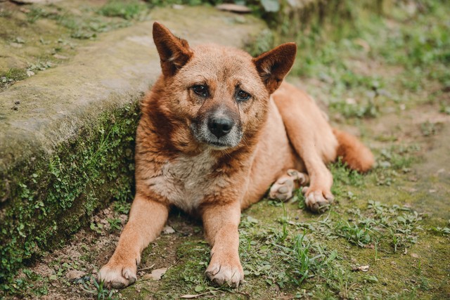 收购土狗十几年有什么用,大量收购20斤以上土狗
