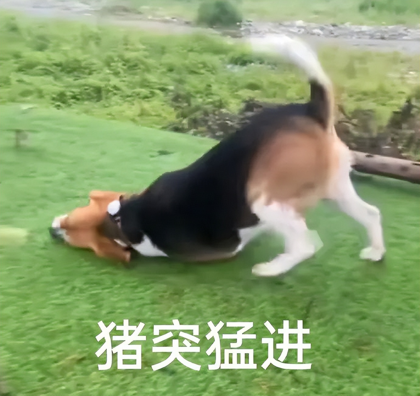 笑死！狗子天天往家里带狼，大叔从害怕到麻木，到最后来者是客