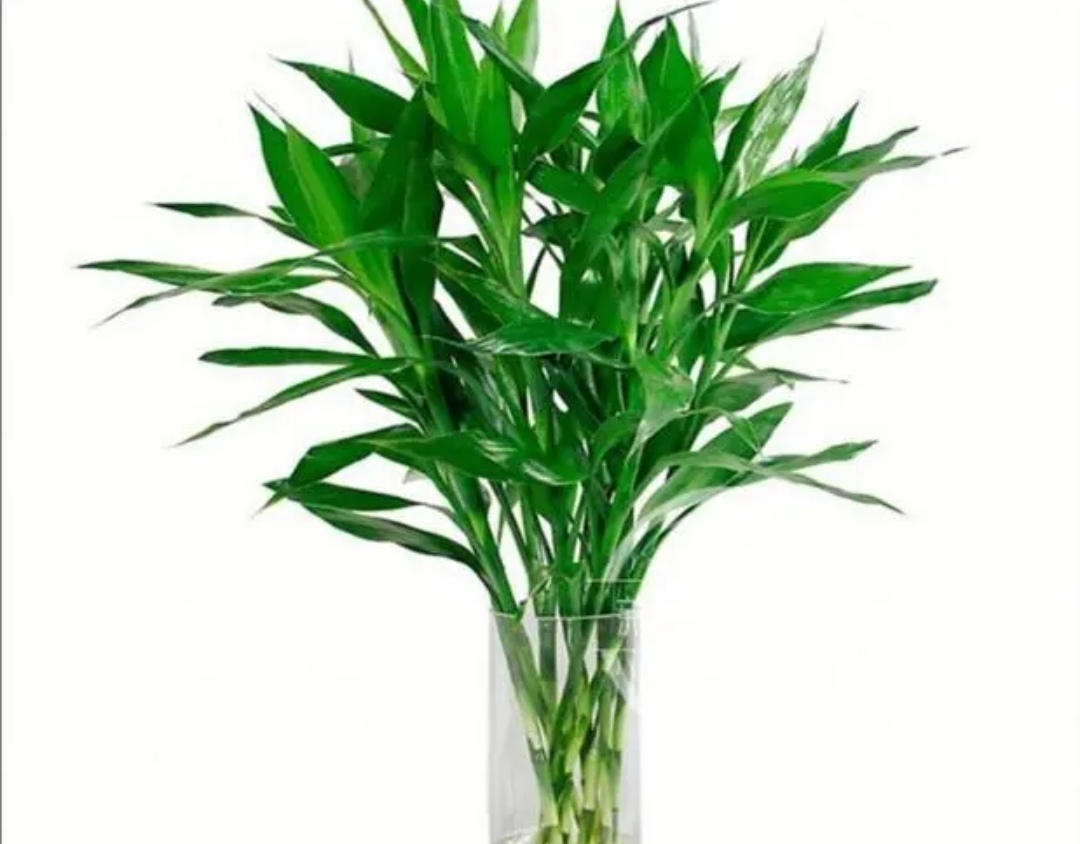 客厅养哪种发财树好,客厅养什么吉祥树最好