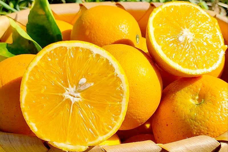 中国水果第一大省是哪个,广西跟山东哪个省水果种类多