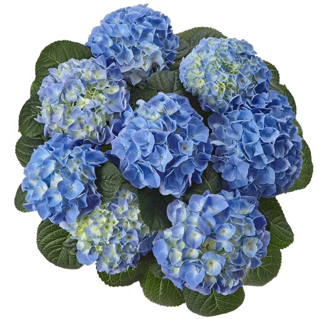 身边一抹蓝,最美蓝色绣球