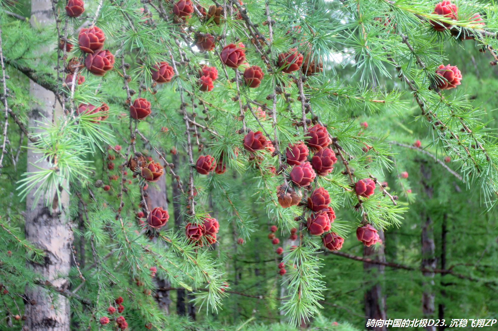 骑向中国的北极-D23从金河到满归镇