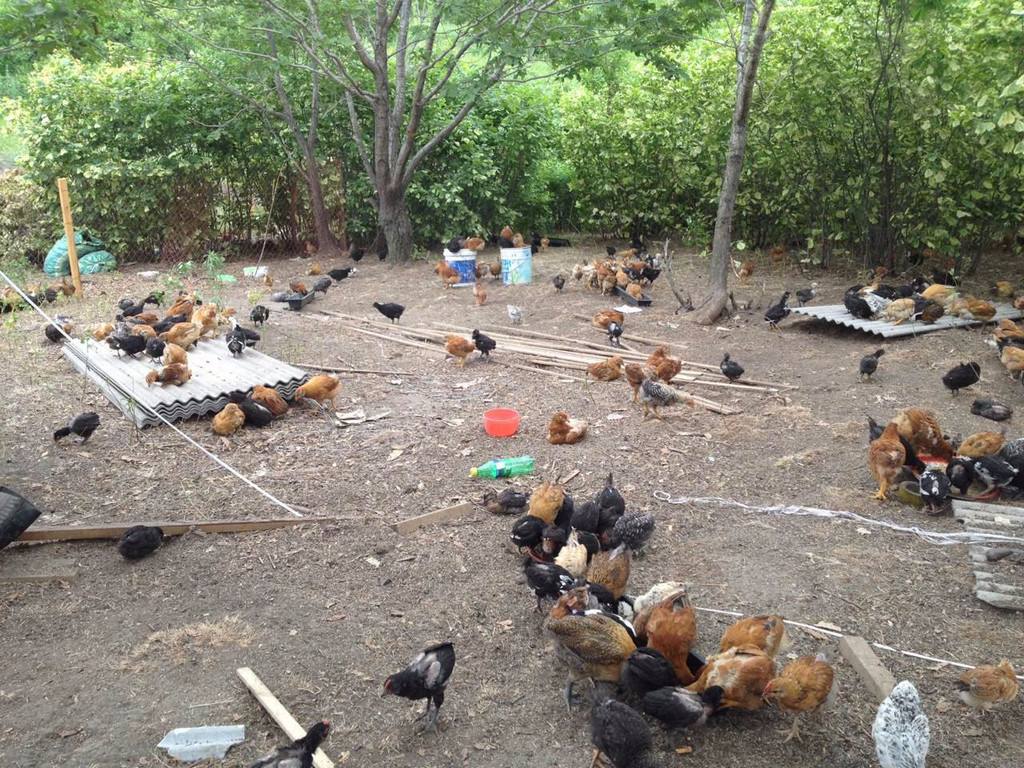 养鸡球虫病的防治方法,林下散养鸡球虫病的防治