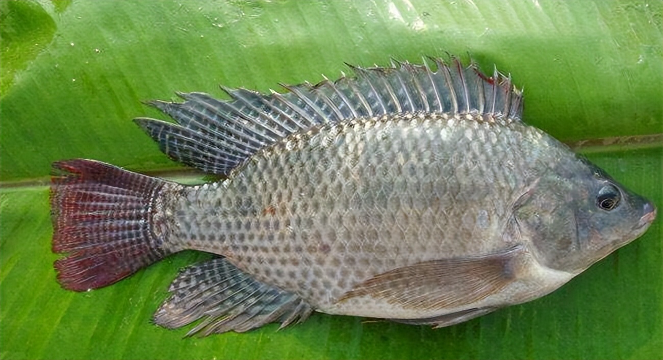 世界水产业重点科研培养的淡水鱼类——罗非鱼