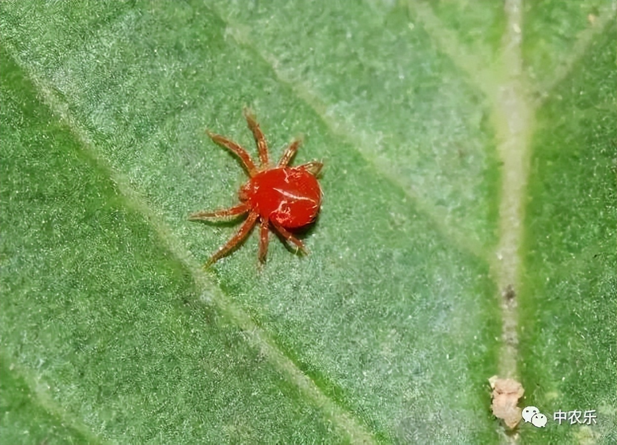 红白蜘蛛家庭防治小妙招,红白蜘蛛怎么消灭