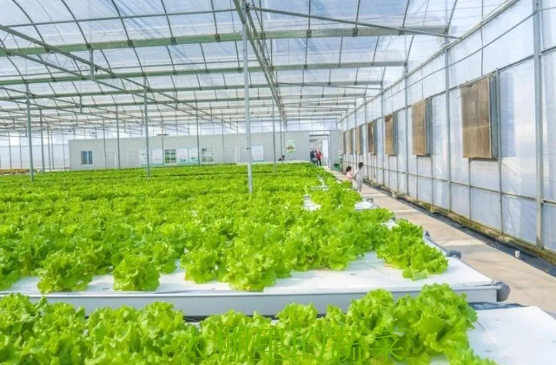 香港新移民:45岁洗碗大姐坦言娘家2兄弟,一个极致抠,一个无形炫