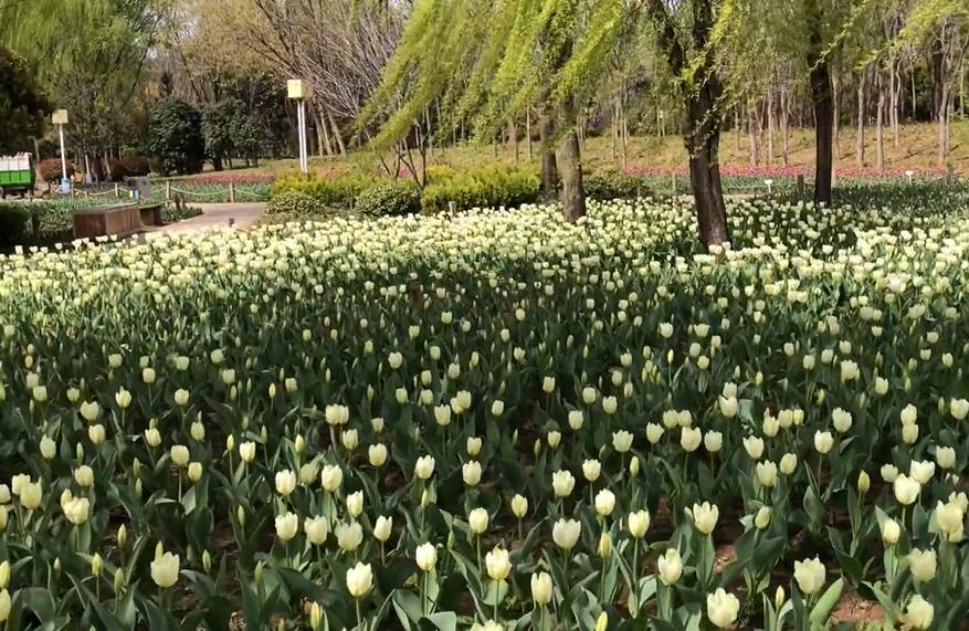 郑州春天去哪里旅游,郑州周边适合春天去的地方
