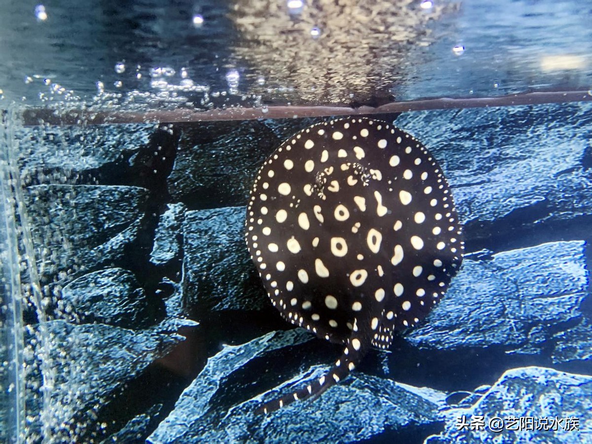 黑白皇冠魟鱼怎么看品相,皇冠魟鱼黑帝魟鱼哪个好养