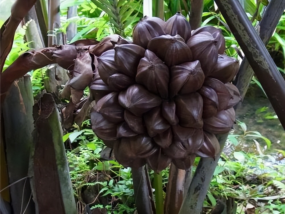 越南人不吃什么食物,越南吃国内不能吃的食物