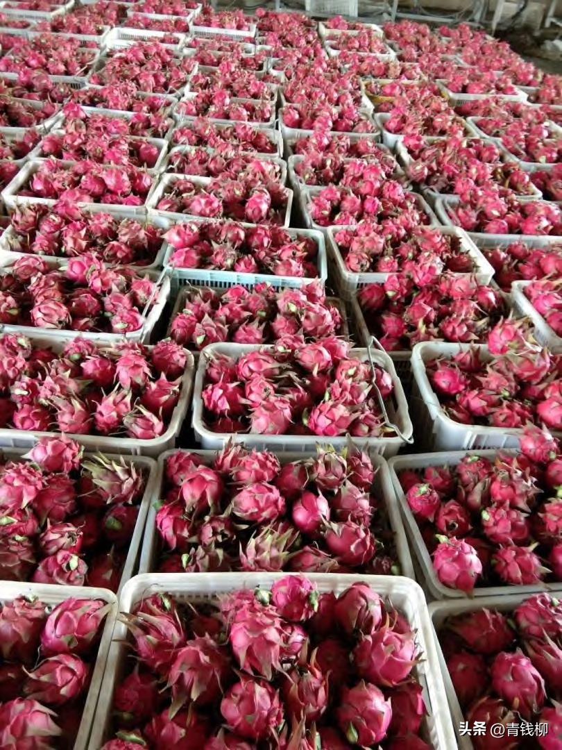 海南红心火龙果鲜果冻干,火龙果包装打法